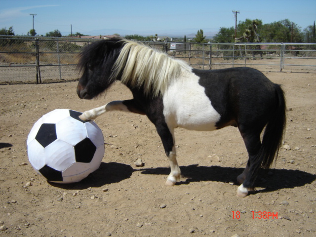 horse mpala